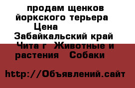 продам щенков йоркского терьера › Цена ­ 20 000 - Забайкальский край, Чита г. Животные и растения » Собаки   